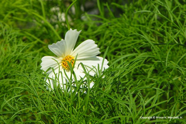 Spreading experience, motivation and positivity one seed at a time for all to use, share and grow.